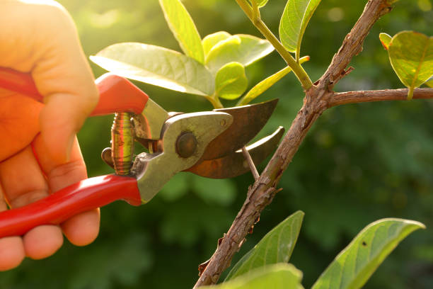 Best Commercial Tree Removal  in Lexington, KY